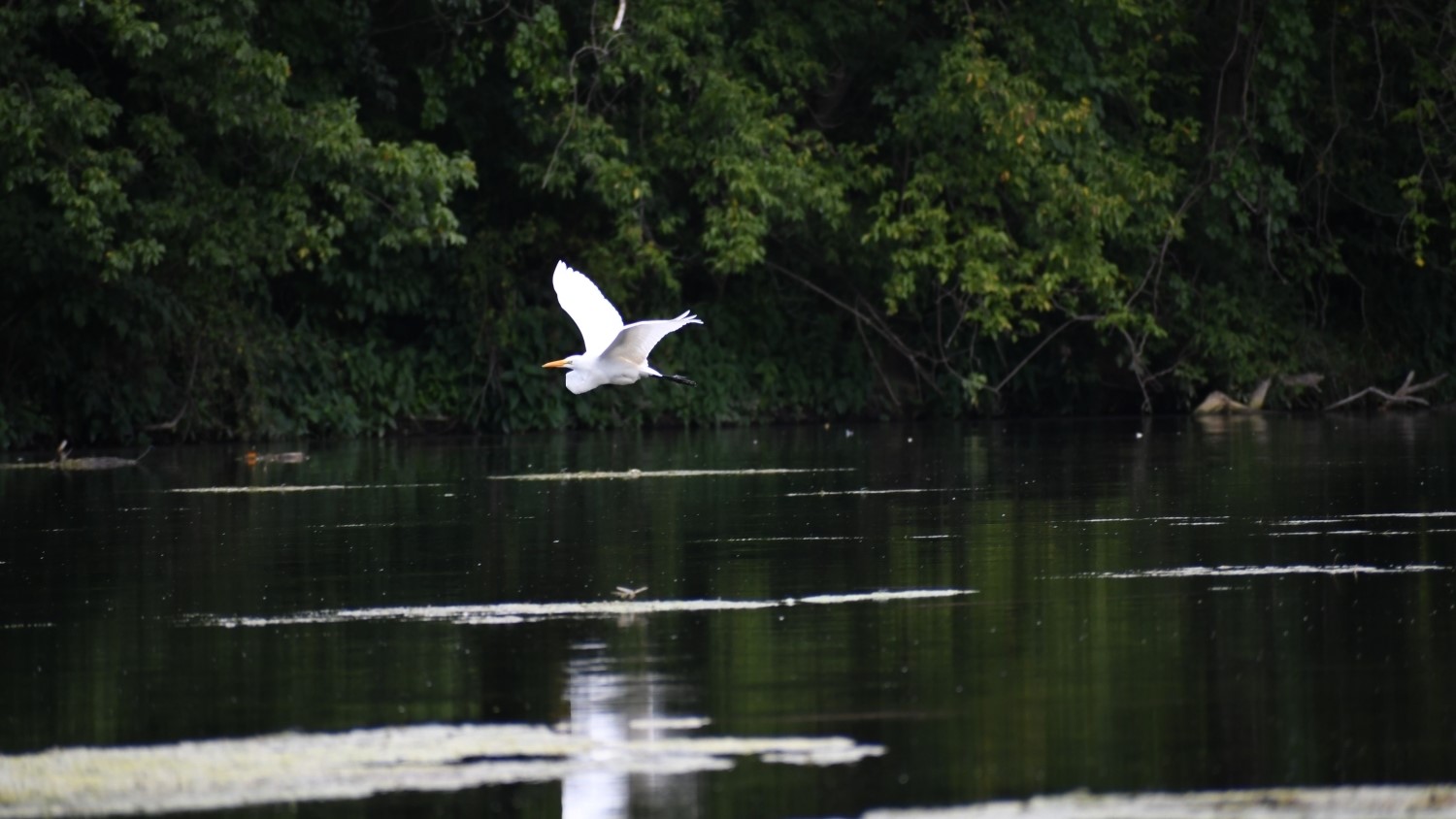 large white bird flying low over body of water