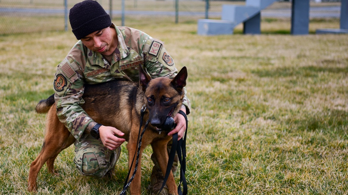 U.S. Air Force Staff Sgt. Edwin Argueta-Hernandez, Military Working Dog (MWD) Trainer, 436th Security Forces Squadron, and Tako, MWD Drug Detector assigned to the squadron, rest post-training at Dover Air Force Base, Feb. 23, 2024. Certified MWDs contribute to security measures against narcotics. Tako's training encompasses the detection of heroin, marijuana, and methamphetamine. (U.S. Air Force photo by Staff Sgt. Alexandra Minor)