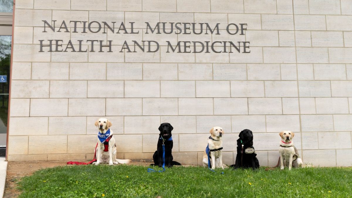 More than pet care: How veterinary medicine supports military readiness