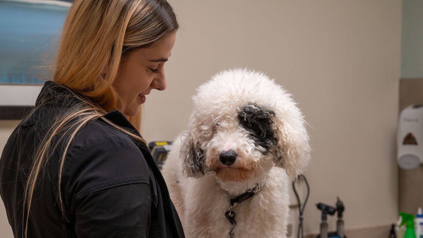 U.S. Army Staff Sgt. Jamie Skilinowskk, a volunteer at the Langley Veterinary Clinic, examines “Tyson” during the vaccination drive at Joint Base Langley-Eustis, Virginia, Dec. 14, 2024. The Langley Veterinary Treatment Facility opened during normally closed hours to host a pet clinic allowing active duty members and retirees to update their pets’ vaccines and have exams. (U.S. Air Force photo by Senior Airman Abigayl Salyer)
