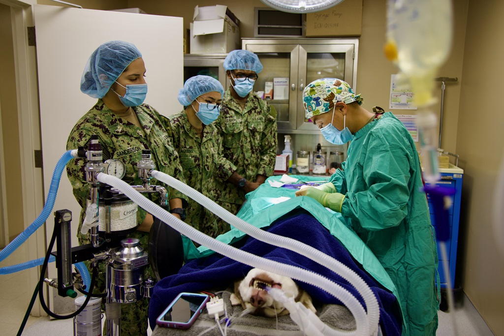 Hospitalman Jessica Sanderson, from San Tan Valley, Ariz.; Hospitalman Hailey Alaguena, from San Jose, Calif.; and Hospitalman John Udanoh, from Detroit, Mich., practice veterinary techniques, including intravenous catheter placement, under the guidance of Army Capt. Andrea Lin, Officer in Charge of the Marine Corps Air Ground Combat Center Veterinary Section; Pfc. Amelia Knosp, an Animal Care Specialist from Fremont, Neb.; and Angela Adkerson, an experienced Animal Health Assistant from Brisbane, Australia, during a cross-training session at MCAGCC, Jan. 7, 2025. 