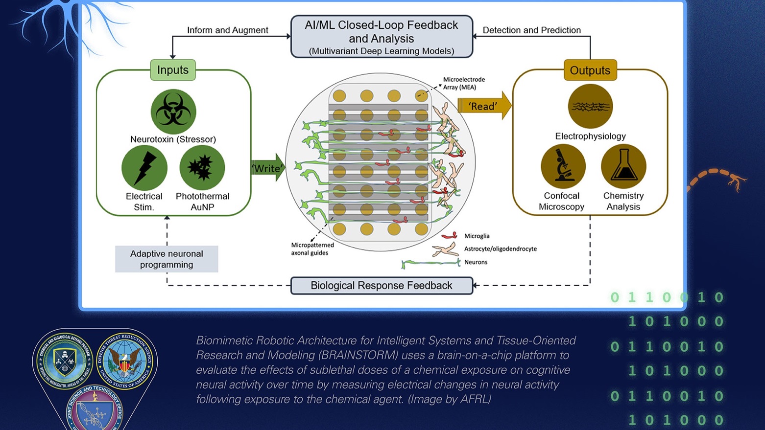 Biomimetic Robotic Architecture for Intelligent Systems and Tissue-Oriented Research and Modeling (BRAINSTORM) uses a brain-on-a-chip platform to evaluate the effects of sublethal doses of a chemical exposure on cognitive neural activity over time by measuring electrical changes in neural activity following exposure to the CB agent. (Image by AFRL)