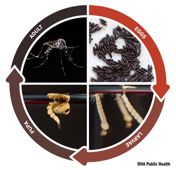 Mosquitoes take between one and two weeks to complete their lifecycle from egg to adult, depending on temperature, and can develop in water sources as small as a teaspoon. (Defense Health Agency-Public Health graphic illustration by Graham Snodgrass)