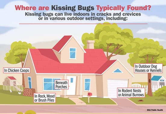 Kissing bugs can live indoors in cracks and holes, or in various outdoor settings. They are mostly nocturnal and are often attracted to lights such as porch lights. (Defense Health Agency-Public Health graphic illustration by Andrew Leitzer)