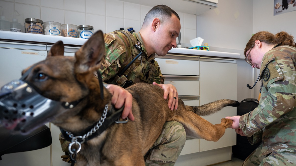 U.S. Air Force Senior Airman Andres Lara, 48th Security Forces Squadron military working dog handler, helps inspect his K-9’s paws with U.S. Army Capt. Hana DeMartelaere, Veterinary Corps United Kingdom branch chief, at RAF Feltwell, England, March 24, 2025. The clinic's primary mission is to ensure that the SF K-9 units are always physically and mentally fit for any scenario they may encounter. (U.S. Air Force photo by Airman 1st Class Alexander Vasquez)