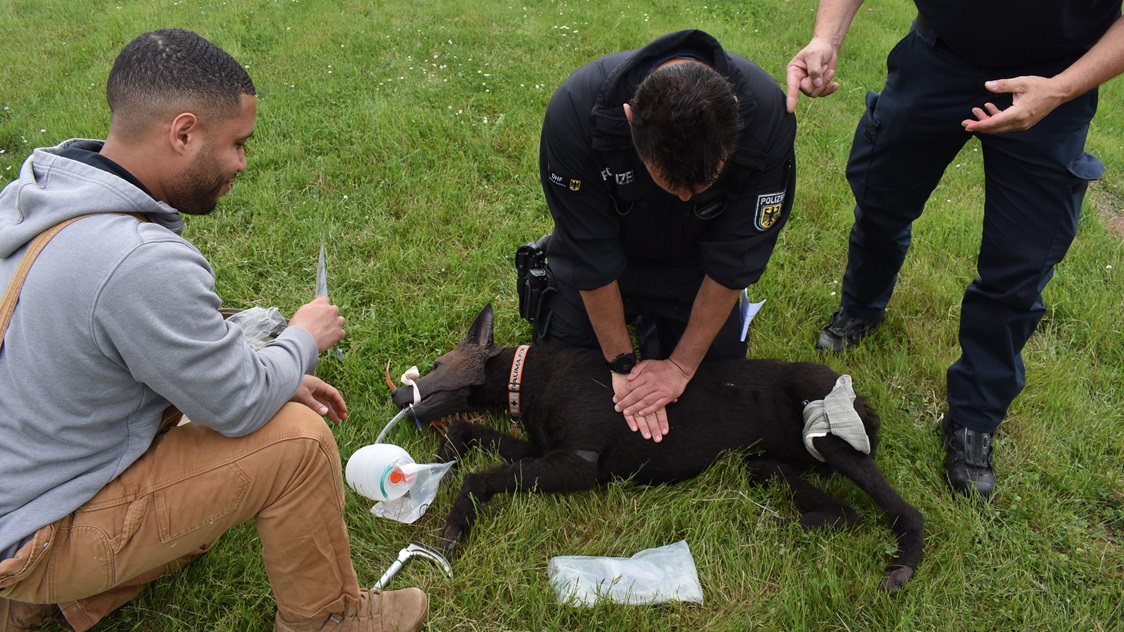 Working dog handlers from across the region gathered at Spangdahlem Air Base on Monday, June 2nd, 2025, for a Canine Tactical Combat Casualty Care Training and Simulation Training event.