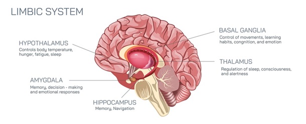 Limbic system of the brain