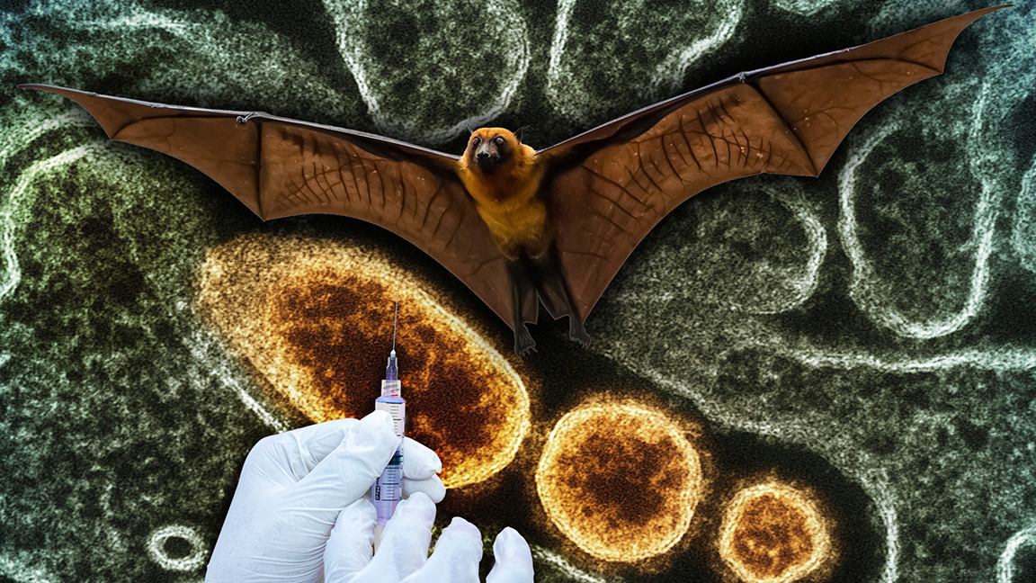 The Coalition for Epidemic Preparedness Innovations (CEPI) has recognized the monoclonal antibody 1F5 (MBP1F5), which USU developed, as a top innovation for 2024, due to its potential to protect against the deadly Nipah virus. (Image credit: Melissa Martin, USU. Photo by National Institute of Allergy and Infectious Diseases, Nipah Virus cell image credit NIAID)