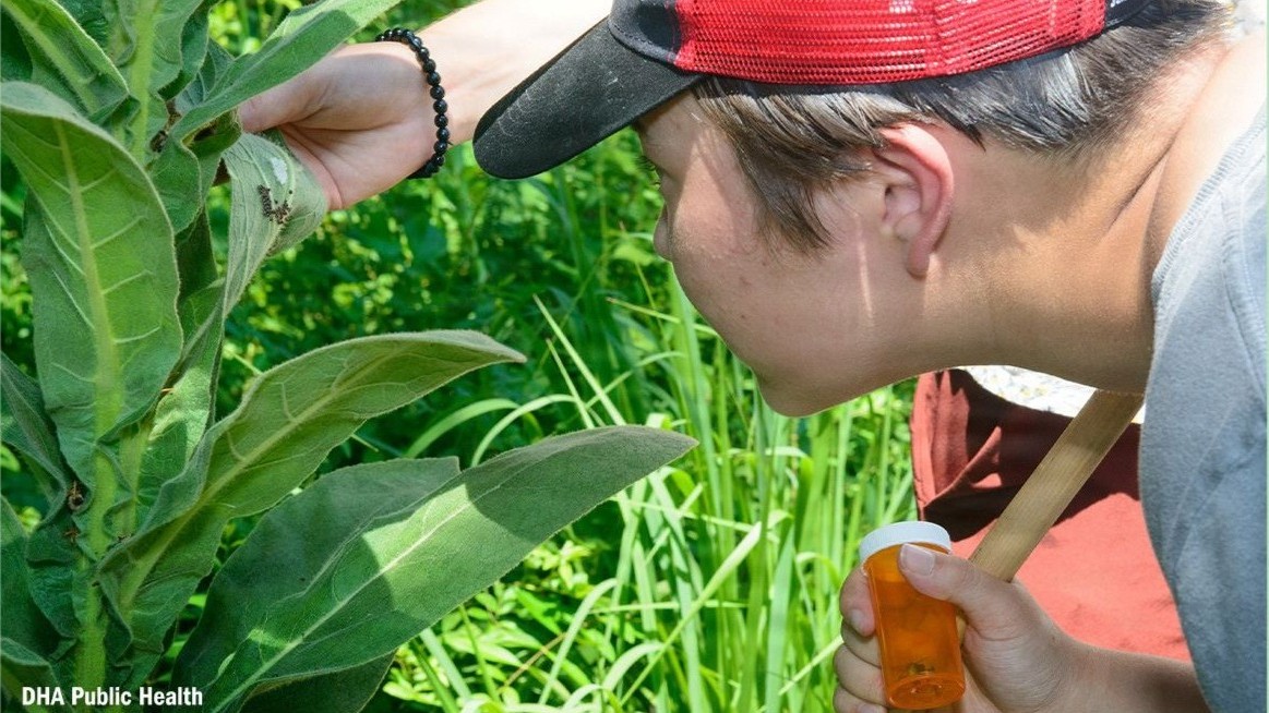Aila Kim, a student helper for Defense Health Agency-Public Health’s 2nd annual Bug Camp, held June 29-July 3, examines a cluster of freshly hatched tick larvae clinging to a leaf, while collecting insect samples as part of tick drag on July 1, 2026. As a student helper, she guided 13 middle school campers through laboratory exercises, tick drags, and taught them the delicate art of insect pinning. (Defense Health Agency-Public Health photo by Rachel Stershic).