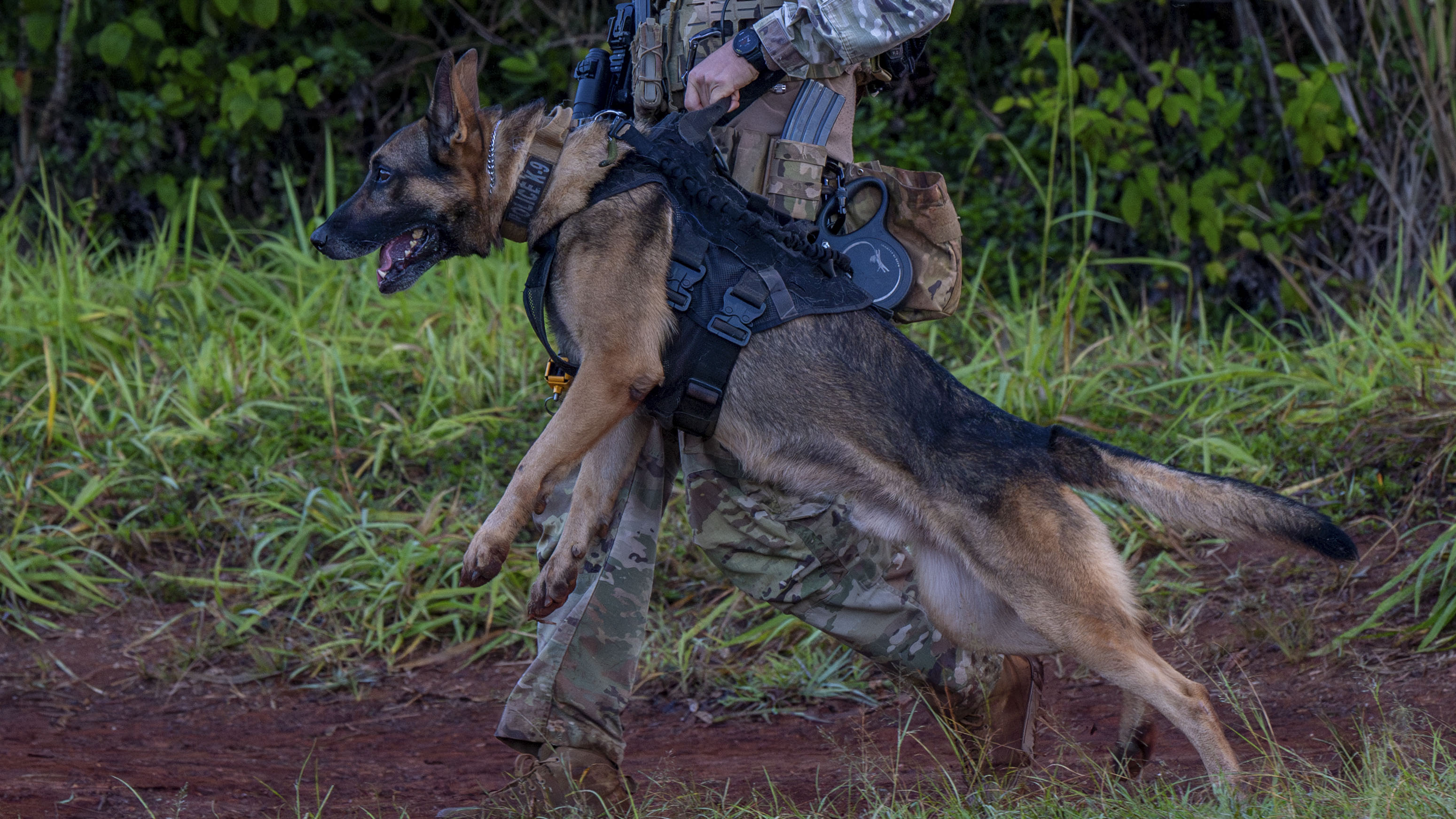 Blood Products for Military Working Dogs